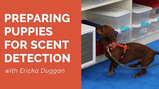 Preparing Puppies for Scent Detection with Ericka Duggan