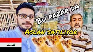 Şehrin ortasında Aslan yavrusu satılan bir pazar _ırak Kerkük’te hayvancılık pazarına gittim