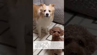 わざと負けたふりをする優しい犬【ボーダーコリー】#shorts