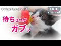 【生後28日目】ミルクを待ちきれなかった子猫と、先輩猫による爪とぎ講習【保護子猫】