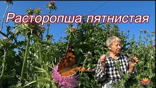 Расторопша пятнистая. На улицах нашего города / Сад Ворошиловой