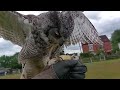 great horned owl recall in slow motion