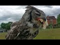 great horned owl recall in slow motion