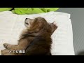 19歳老犬ダックスのご飯と入れ物について（老犬）（シニア犬）（ダックスフンド）