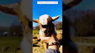 Aww Lovely baby goats 🐐😍#youtubeshorts #shortvideo #shortsvideo #goatsounds #goat #cute #shorts