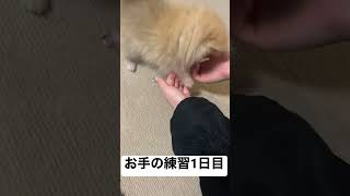 お手の練習中のポメ#ポメラニアン #shorts #子犬 #犬のいる暮らし