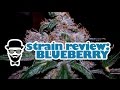 Strain Review: Blueberry (Cannabiotix) - YoungFashioned.com