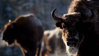 BISON : very hard to get this recording (No Copyright Videos) free for you [Full HD]