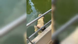 This is why you keep your arms inside the boat: Saltwater Crocodile launches itself at us!