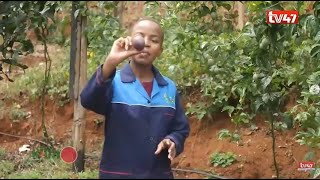 KILIMO DIARIES | Purple passion fruit farming in Othaya