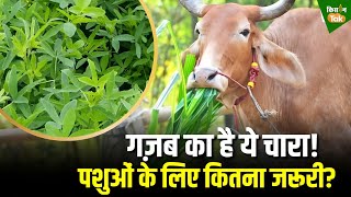 Cow Breeds: गजब का है ये देसी चारा, खूबियां जानकर रह जाएंगे हैरान #barseem #harachara