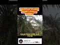 CARA PANEN SAWIT POKOK PENDEK PAKAI EGREK || TEHNIK BUAH TRJEPIT. #egrek #sawit #viral #shorts