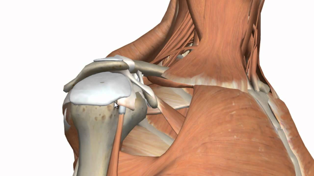 Shoulder Joint Anatomy