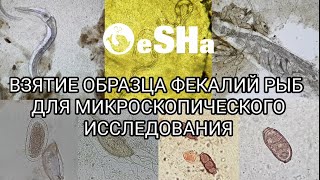 Практикум по ихтиопатологии. Видео 1:  Как взять образец фекалий рыб для микроскопического анализа.