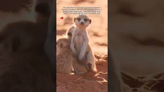 The meerkat or suricate is a small mongoose found in southern Africa. #shorts #meerkat #wildlife #yt