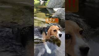 泳いだ後チラ見してくるビーグル犬 #beagle #いぬ #dog