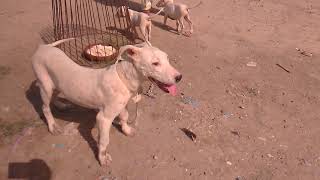 kohati gultair dog for sale in Pakistan | kohat dog mandi
