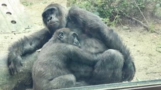 Gorilla⭐️Awesome mom ！Genki snuggles up to Kintaro while he sleeps and protects him.【Momotaroの