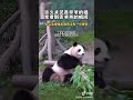 Panda Fu Bao 许久未见爷爷的福宝，看到爷爷太开心了