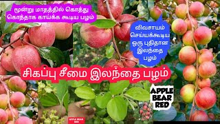 சிவப்பு சீமை இலந்தை பழம் செடி | ஊட்டி ஆப்பிள்  | ஆப்பிள் பழம் | APPLE BEAR RED #apple #red #all