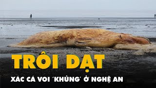 Vất vả xử lý xác cá voi 'khủng' dạt vào bờ biển Nghệ An