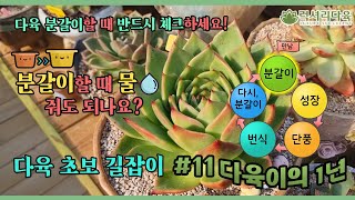 분갈이 할때마다 다육이가 죽는다면? 확인해보세요! 다육초보 길잡이 다육이의 1년 11탄! #럭셔리다육 #안성 #다육이의1년 #다육초보