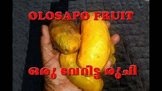 ഒലോസാപോ  പഴം / Veliyath garden / Sreekumar menon / 9544280007. Olosapo fruit grown in kerala ..