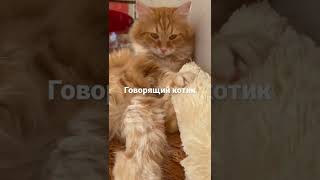 Рыжий котик Филя, который умеет разговаривать. Говорящий кот.