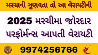 મિર્ચી મા 2025 વર્ષ વધુ પડતા વરસાદમાં જોરદારપરફોમસ આપીયુ સોના વેરાયટી મા