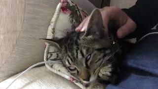 白目で寝る猫　怖い