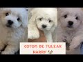 “나 좀 봐줘” 아기 꼬똥 울타리 라이프 (Coton de Tulear 꼬똥 드 툴레아“ 🐶☺️