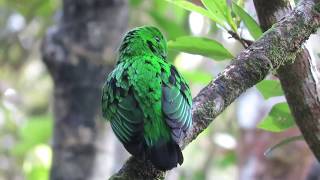 Whitehead's Broadbill