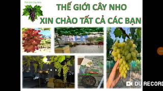 Mẹo nhỏ trồng nho Sân Thượng qua hình vẽ cần chú ý.