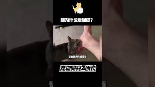 你的猫干过这事吗 #可愛動物 #funnycats #動物 #動物 #萌宠推荐官