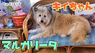 キイちゃんをサマーカットにマルガリータ！