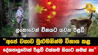 ''අපේ වගාව මුළුමනින්ම විනාශ කළ - දේශපාලුවොත් රිලව් එක්කම ගියාට කමක් නෑ'' - Hiru News