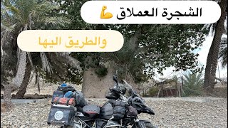 شجرة الماشوه المعمرة لوى طريق اوف رود مجنون