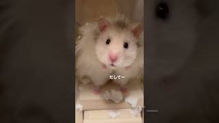 床材まみれで可愛いハムスター　部屋んぽ待ちでソワソワ🤭　#shorts  #hamster