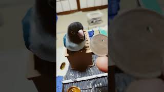 ボタンインコ金貨屋根に投げやり #shortsfeed