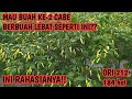 Semprot pupuk ini agar cabe buah ke-2 makin lebat dan berbobot || tips agar cabe berbuah lebat