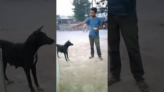 Dog food 🤣 Man Wo #vlog #viral #video #youtubeshorts #viralvideo #youtube