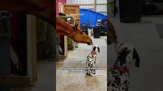 Funny horse 🐎 🤣#funnyvideo #funnyhorse #horse #horses #foryou #viralvideo#crazy #pet#funnyanimal