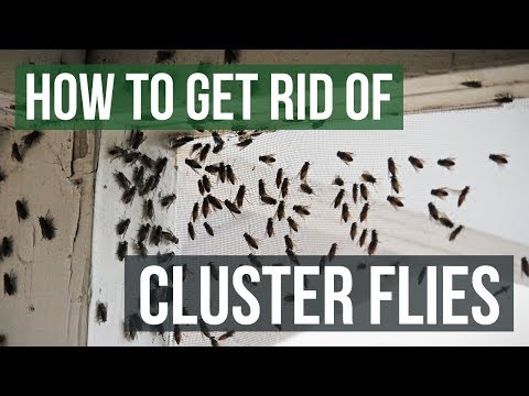 How do you stop cluster flies coming back?