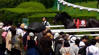 落馬後、メイショウゴウキはちゃんと帰りました。京都ハイジャンプ。現地映像、京都競馬場