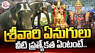 శ్రీవారిని ముందు ఉండి ఏనుగులు.. | Special Story  On Tirumala Sri Venkateswara Swamy Temple Elephants