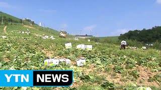 고랭지 배추 본격 출하...폭염·가뭄 피해 / YTN (Yes! Top News)