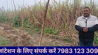 पॉपुलर से कमाते हैं |किसान लाखों |बिना किसी नुकसान के#farmers