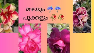 മഴ ☔☔അഡീനിയം പൂക്കൾ#flowers #heavy rain# please support and subscribe my channel 😊😊