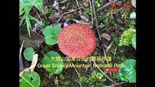 大烟山国家公园的蘑菇步道 (Great Smoky Mountains National Park) 走八方 第52期 zou ba fang