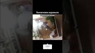 Хотите видео про муравьев на моем канале? #муравьи #муравьинаяферма #насекомые